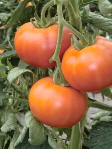 Tomates